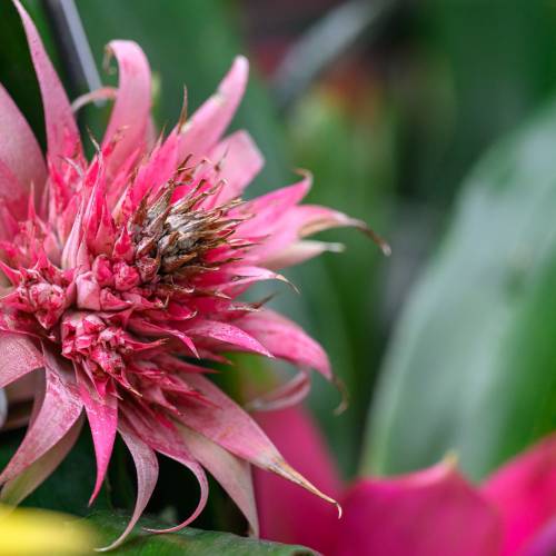 This Week at Phipps: Jan. 27 – Feb. 2