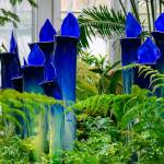 This Week at Phipps: Jan. 5 – 11
