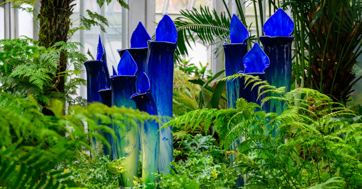 This Week at Phipps: Jan. 5 – 11