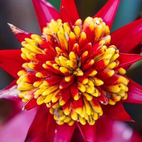 This Week at Phipps: Jan. 6  – 12