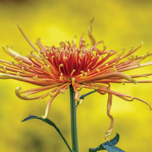 This Week at Phipps: Oct. 13 – 19