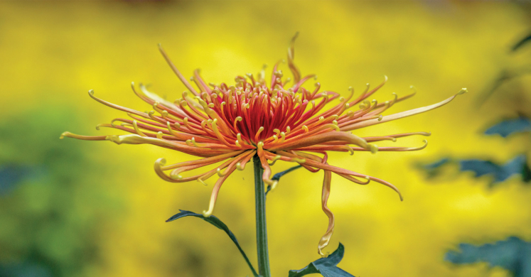 This Week at Phipps: Oct. 13 – 19