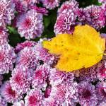This Week at Phipps: Oct. 19 – 25