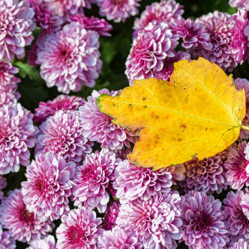 This Week at Phipps: Oct. 19 – 25