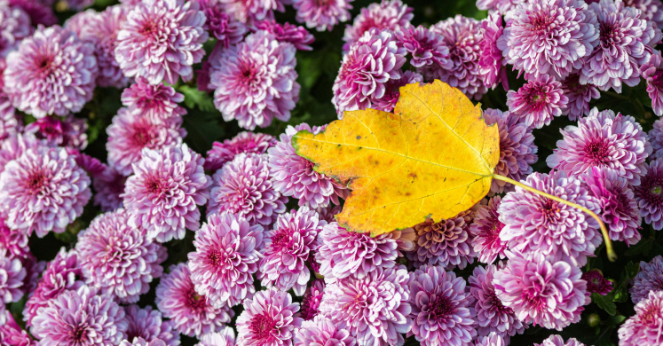 This Week at Phipps: Oct. 19 – 25
