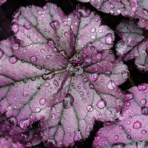 This Week at Phipps: Oct. 21 – 27
