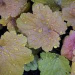 This Week at Phipps: Oct. 26 – Nov. 1