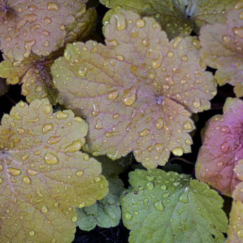 This Week at Phipps: Oct. 26 – Nov. 1