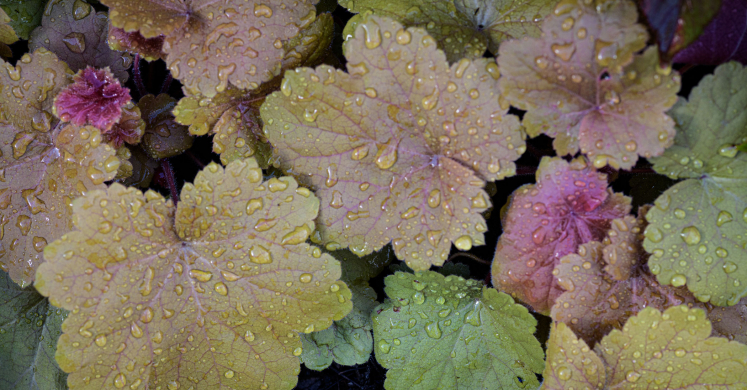 This Week at Phipps: Oct. 26 – Nov. 1