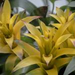This Week at Phipps: Oct. 5 – 11