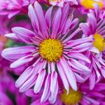 This Week at Phipps: Oct. 12 – 18