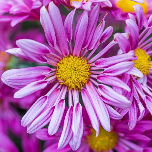 This Week at Phipps: Oct. 12 – 18
