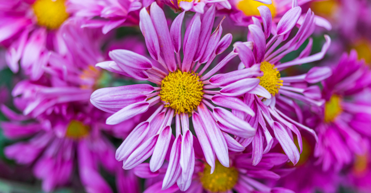 This Week at Phipps: Oct. 12 – 18