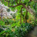 This Week at Phipps: Nov. 10 – 16