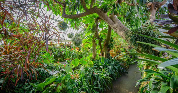 This Week at Phipps: Nov. 10 – 16