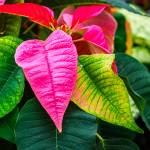 This Week at Phipps: Nov. 17 – 23