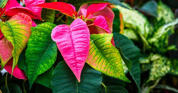 This Week at Phipps: Nov. 17 – 23