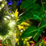 This Week at Phipps: Nov. 24 – 30