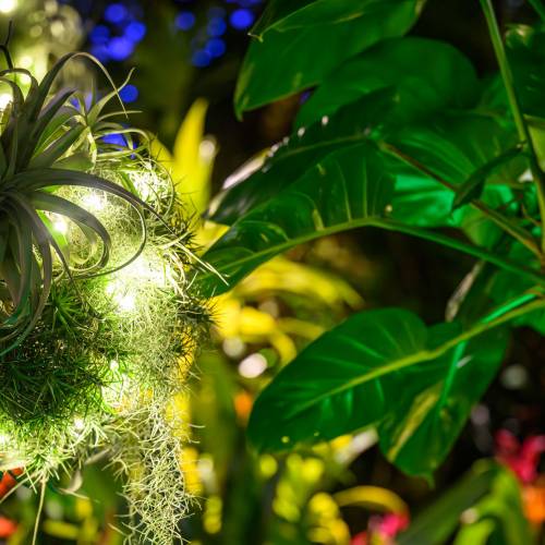 This Week at Phipps: Nov. 24 – 30