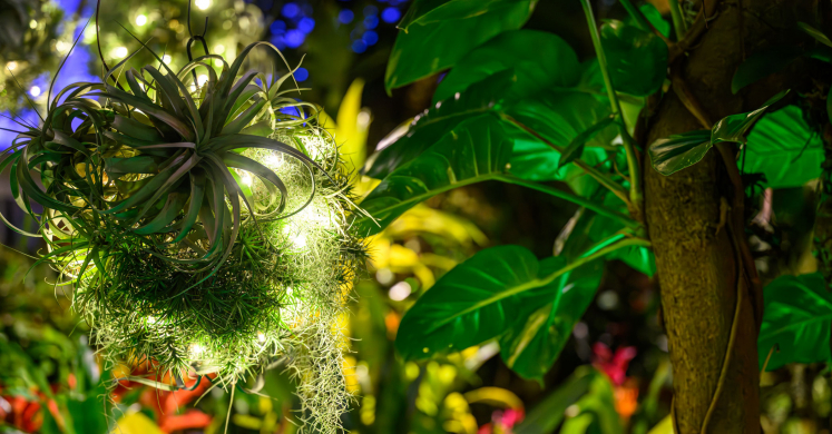 This Week at Phipps: Nov. 24 – 30