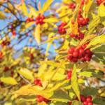 This Week at Phipps: Nov. 3 – 9