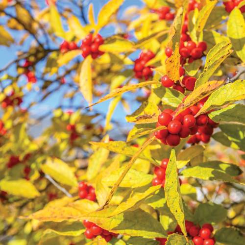 This Week at Phipps: Nov. 3 – 9