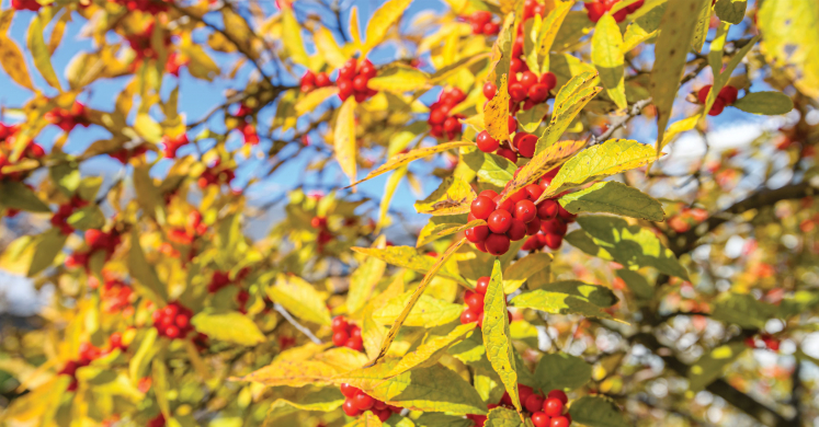 This Week at Phipps: Nov. 3 – 9