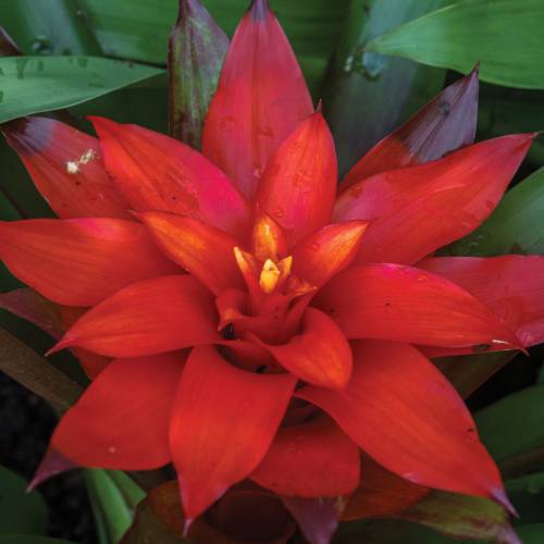 This Week at Phipps: Nov. 11 – 17