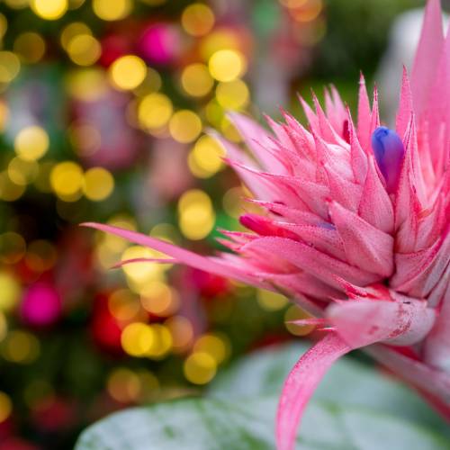 This Week at Phipps: Dec. 1 – 7