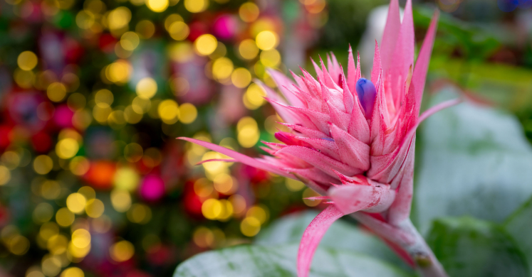 This Week at Phipps: Dec. 1 – 7