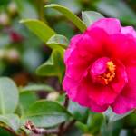 This Week at Phipps: Dec. 15 – 21