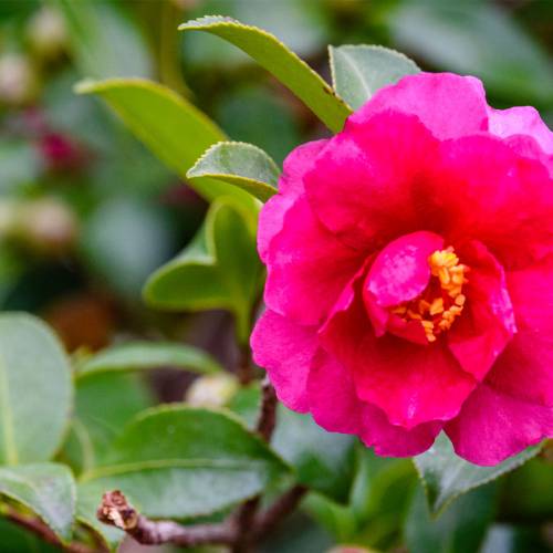 This Week at Phipps: Dec. 15 – 21