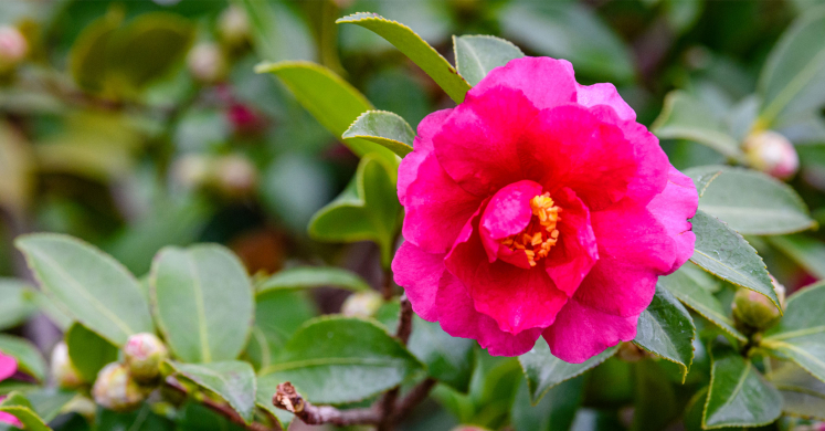 This Week at Phipps: Dec. 15 – 21