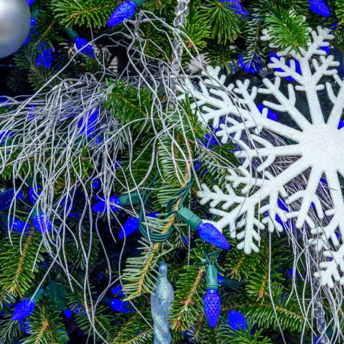 This Week at Phipps: Dec. 30 – Jan. 5