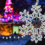 This Week at Phipps: Dec. 8  – 14