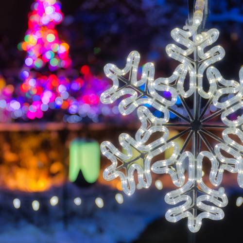 This Week at Phipps: Dec. 8  – 14