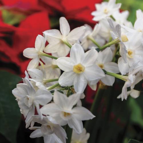 This Week at Phipps: Dec. 9 – 15