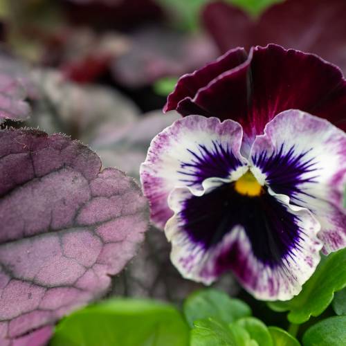 This Week at Phipps: Feb. 10 – 16
