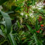 This Week at Phipps: Feb. 16 – 22