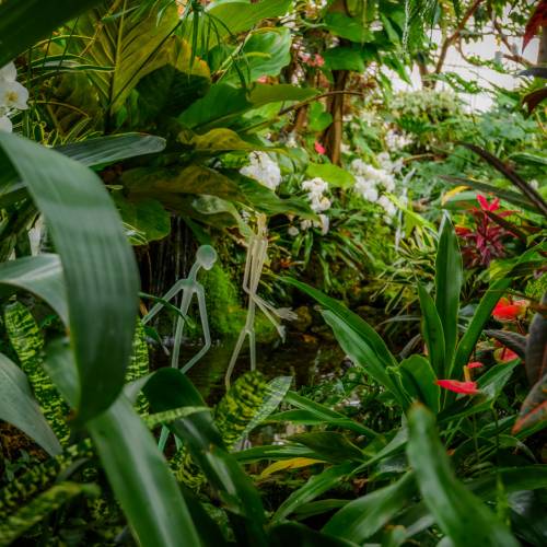 This Week at Phipps: Feb. 16 – 22