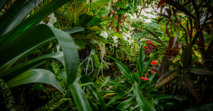 This Week at Phipps: Feb. 16 – 22