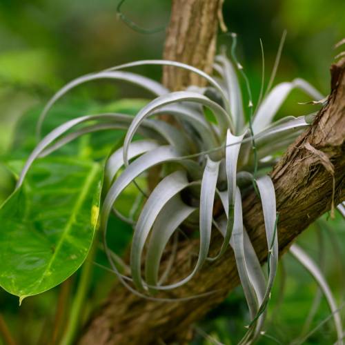 This Week at Phipps: Feb. 17 – 23