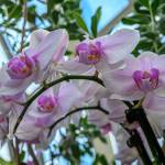 This Week at Phipps: Feb. 2 – 8