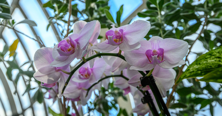 This Week at Phipps: Feb. 2 – 8