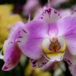 This Week at Phipps: Feb. 23 – March 1