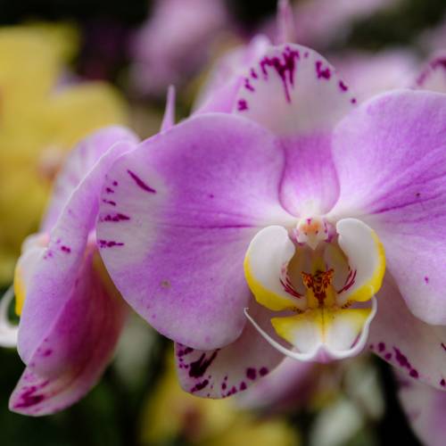 This Week at Phipps: Feb. 23 – March 1