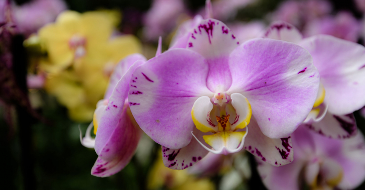 This Week at Phipps: Feb. 23 – March 1