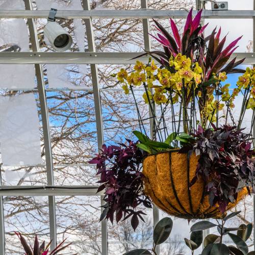 This Week at Phipps: Feb. 24 – March 2