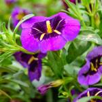 This Week at Phipps: Feb. 9 – 15