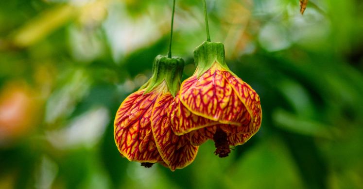 This Week at Phipps: March 16 – 22